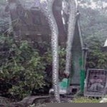 Phyton Raksasa Menyerang pengguna Facebook Kalimantan